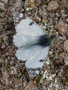Western Dappled White - Euchloe crameri © John Muddeman